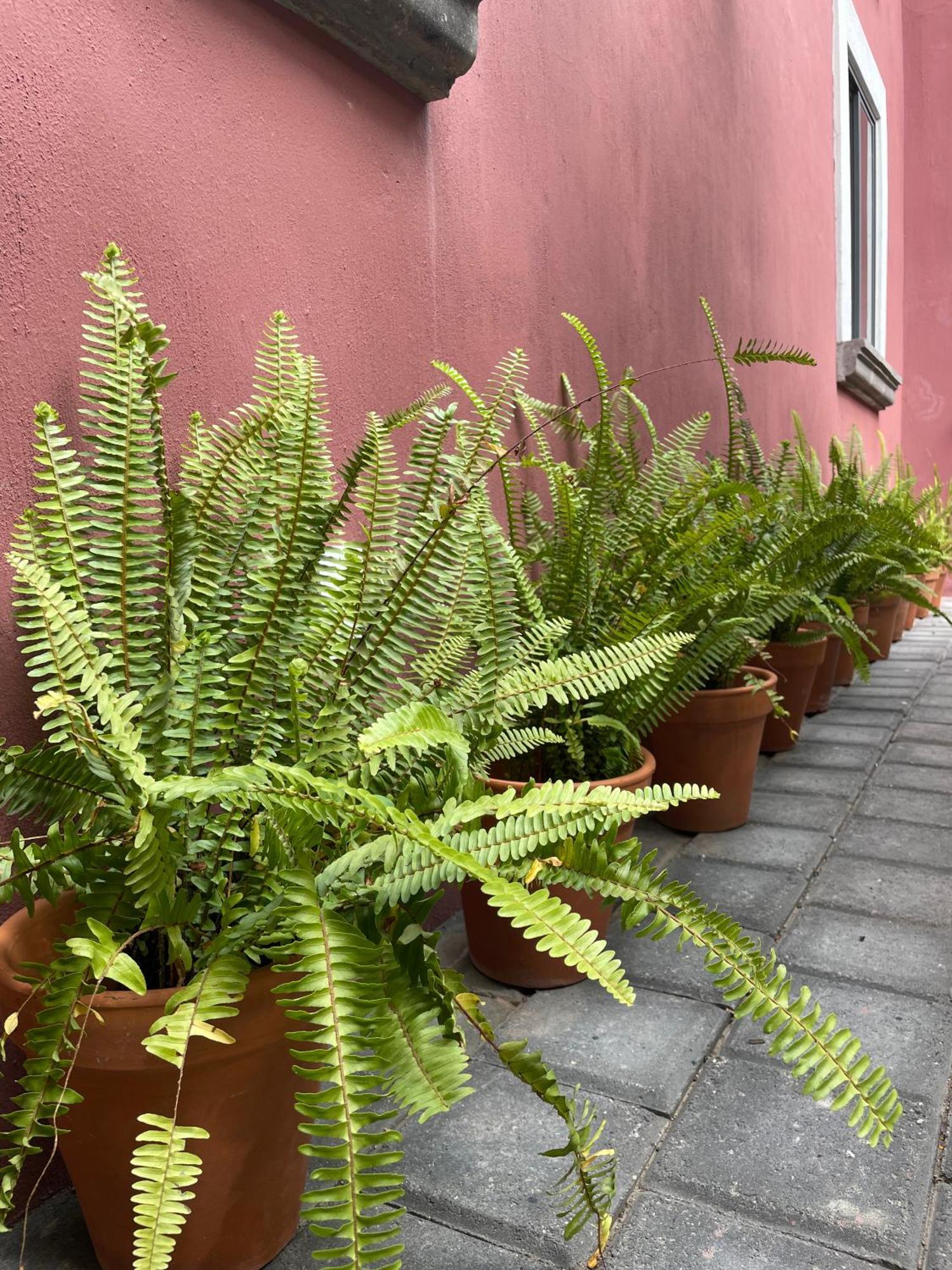 Quinta La Perla Hostel Guadalajara Exterior photo